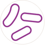 bakterium
